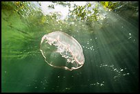 Jellyfish and sunrays below mangroves. Biscayne National Park ( color)