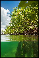 Over and underwater view of mangroves. Biscayne National Park ( color)