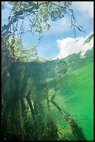 Looking up mangrove from under water. Biscayne National Park ( color)