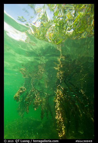 Mangrove roots and surface reflections. Biscayne National Park (color)