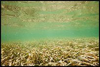Underwater view of seagrass. Biscayne National Park ( color)