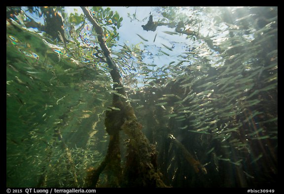 Looking up juvenile fish and mangrove from under water. Biscayne National Park, Florida, USA.