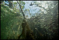 Looking up juvenile fish and mangrove from under water. Biscayne National Park ( color)