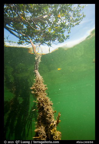 Mangrove root and leaves from under water. Biscayne National Park (color)