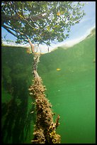 Mangrove root and leaves from under water. Biscayne National Park ( color)