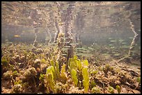 Fish swim under mangal. Biscayne National Park ( color)