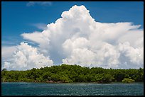 Cumulonimbus clouds above Elliot Key mangroves. Biscayne National Park ( color)