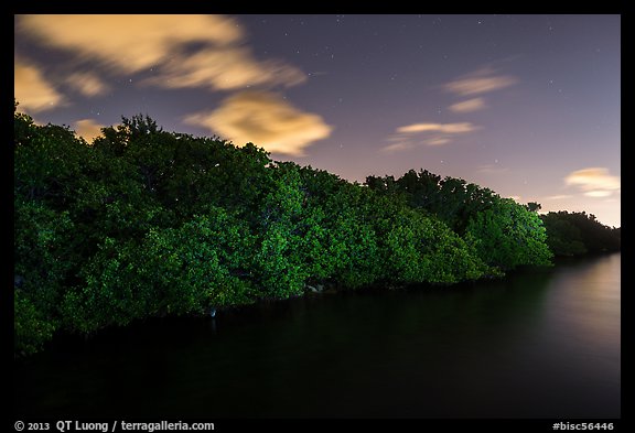 Row of mangroves trees at night, Convoy Point. Biscayne National Park (color)