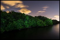 Row of mangroves trees at night, Convoy Point. Biscayne National Park, Florida, USA.