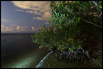 Mangroves and Biscayne Bay at night, Convoy Point. Biscayne National Park, Florida, USA.
