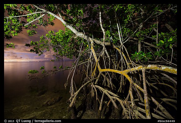 Mangrove tree branches at night, Convoy Point. Biscayne National Park (color)