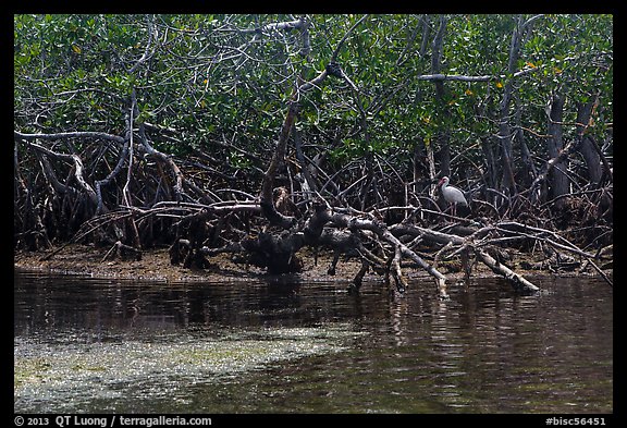 Bird amongst mangroves. Biscayne National Park, Florida, USA.