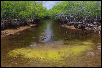 Stream lined up with mangroves. Biscayne National Park ( color)