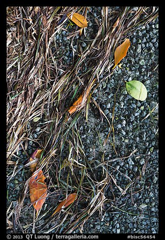 Beached seagrass, mangrove leaves, and gravel. Biscayne National Park (color)