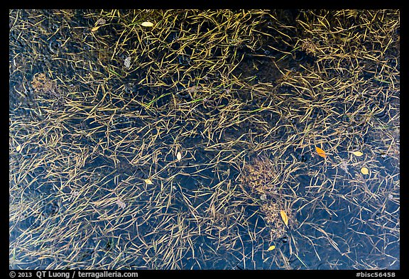 Underwater sea grass and fallen mangrove leaves. Biscayne National Park, Florida, USA.