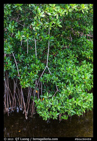 Mangrove roots and leaves. Biscayne National Park (color)