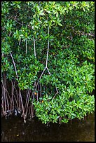 Mangrove roots and leaves. Biscayne National Park ( color)