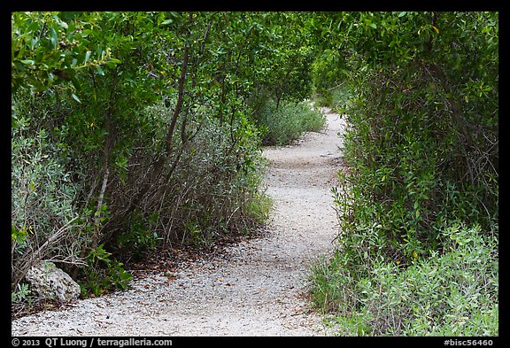 Trail, Convoy Point. Biscayne National Park (color)