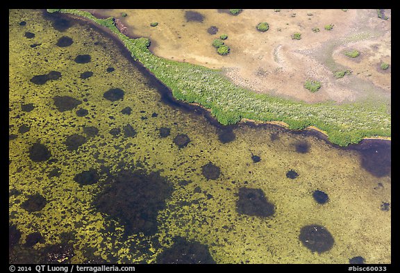 Aerial view of seagrass in Jones Lagoon. Biscayne National Park, Florida, USA.