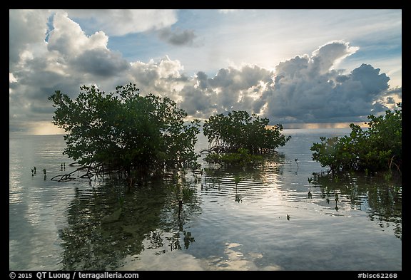 Picture/Photo: Mangroves and Atlantic Ocean, Boca Chita Key. Biscayne ...