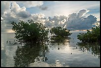 Mangroves and Atlantic Ocean, Boca Chita Key. Biscayne National Park ( color)