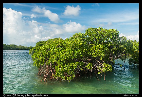 Mangrove and clear water, Swan Key. Biscayne National Park, Florida, USA.