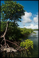 Tall mangrove tree, Swan Key. Biscayne National Park ( color)