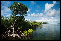 Tall mangrove tree and channel, Swan Key. Biscayne National Park ( color)