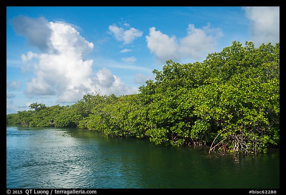 Shore with mangroves, Swan Key. Biscayne National Park (color)