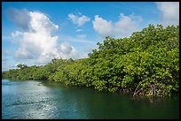 Shore with mangroves, Swan Key. Biscayne National Park ( color)