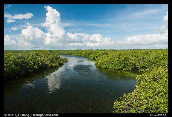 Narrow channel lined with mangroves. Biscayne National Park (color)