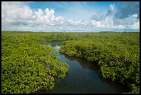Channel in mangrove forest. Biscayne National Park ( color)