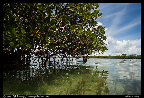Mangrove and reflections in glassy water. Biscayne National Park, Florida, USA.