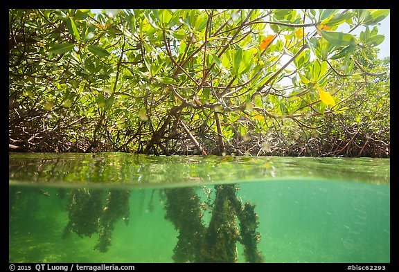 Over and underwater view of mangal. Biscayne National Park, Florida, USA.
