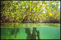 Over and underwater view of mangal. Biscayne National Park ( color)