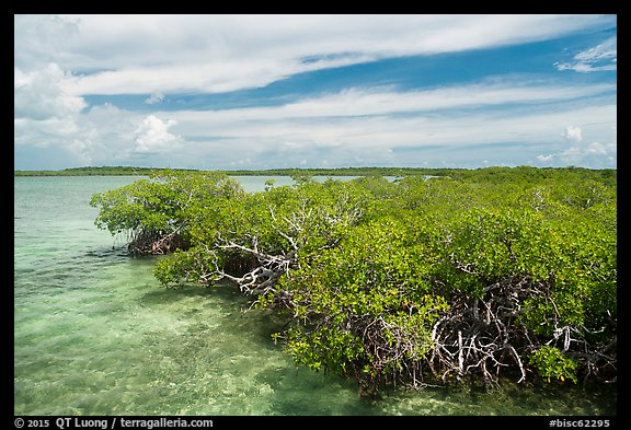 Clear water and mangoves, Linderman Key. Biscayne National Park (color)