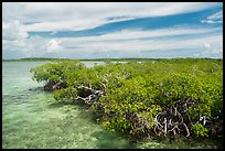 Clear water and mangoves, Linderman Key. Biscayne National Park ( color)