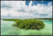 Mangrove islet, Linderman Key. Biscayne National Park ( color)