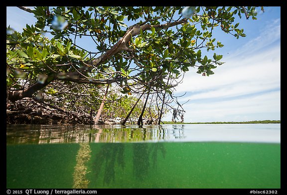 Above and below water view at the edge of the mangal. Biscayne National Park (color)