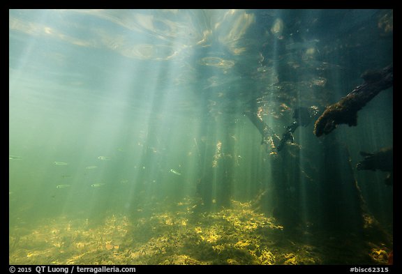 Sunrays and mangrove roots, Convoy Point. Biscayne National Park, Florida, USA.