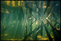 Underwater view of roots of mangroves, Convoy Point. Biscayne National Park ( color)