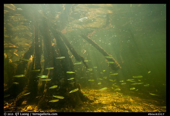 Underwater view of fish and mangrove roots, Convoy Point. Biscayne National Park, Florida, USA.