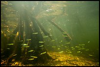 Underwater view of fish and mangrove roots, Convoy Point. Biscayne National Park ( color)