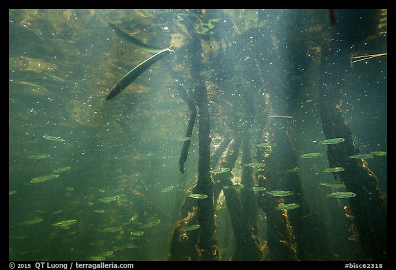 Mangrove root system shelters fish, Convoy Point. Biscayne National Park, Florida, USA.