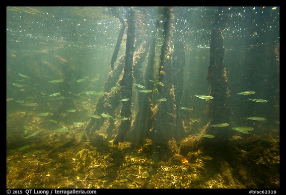 Fish swim amongst mangroves, Convoy Point. Biscayne National Park (color)