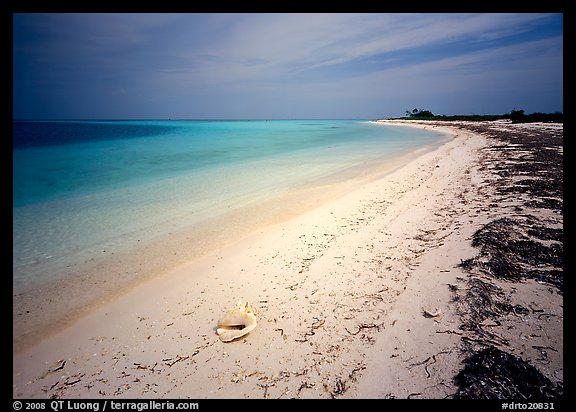Tropical beach on Bush Key with conch shell and beached seaweed. Dry Tortugas National Park (color)