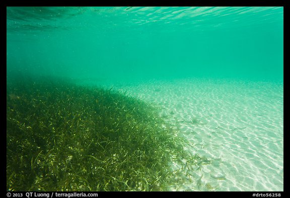 Underwater view of seagrass and sand, Garden Key. Dry Tortugas National Park, Florida, USA.