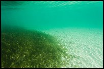 Underwater view of seagrass and sand, Garden Key. Dry Tortugas National Park, Florida, USA.