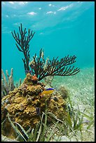 Gorgonia Coral head and Cocoa Damsel fish, Garden Key. Dry Tortugas National Park ( color)