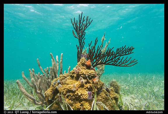 Coral and seagrass, Garden Key. Dry Tortugas National Park (color)
